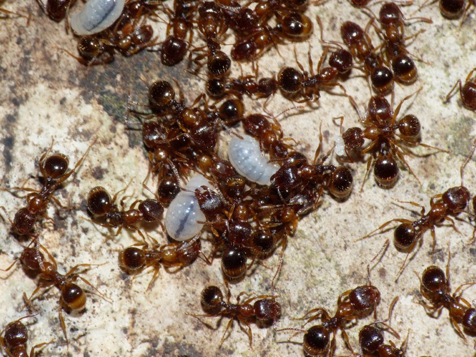 Myrmica sp.